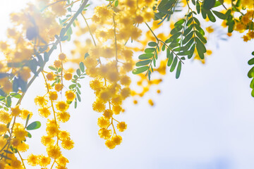 黄色が綺麗な満開のミモザの花
