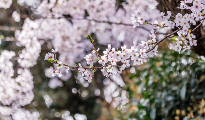 ピンクの花びらが綺麗な満開の桜の花