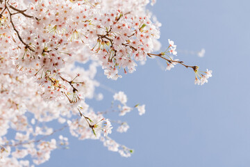 Fototapety  ピンクの花びらが綺麗な満開の桜の花