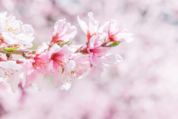 Fototapeta na wymiar ピンク色が綺麗な満開の桃の花、山梨県笛吹市