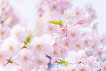 ピンクの花びらが綺麗な満開の桜の花