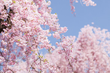 ピンクの花びらが綺麗な満開の桜の花