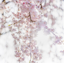ピンクの花びらが綺麗な満開の桜の花