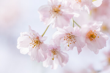 Fototapeta na wymiar ピンクの花びらが綺麗な満開の桜の花