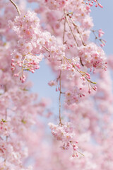 ピンクの花びらが綺麗な満開の桜の花
