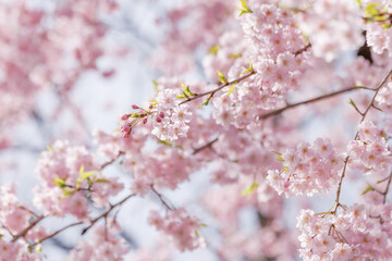 ピンクの花びらが綺麗な満開の桜の花