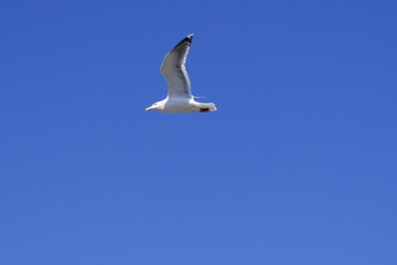 Obraz premium 海鳥 