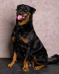 Obraz premium a female black chocolate big adult rottweiler dog photoshoot studio pet photography with pink glitter background