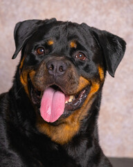 a female black chocolate big adult rottweiler dog photoshoot studio pet photography with pink glitter background