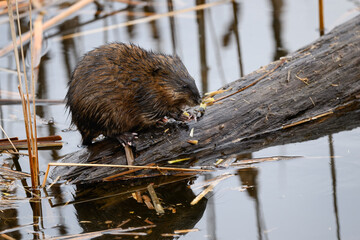 The muskrat standing on log and eats aquatic vegetation cattail