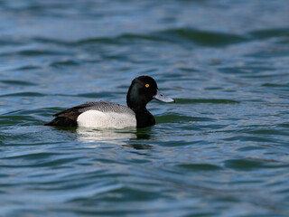 Lesser Scaup swimming in blue water in spring