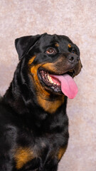 a female black chocolate big adult rottweiler dog photoshoot studio pet photography with pink glitter background