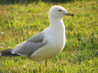 seagull on the grass