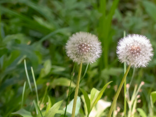 タンポポの綿毛