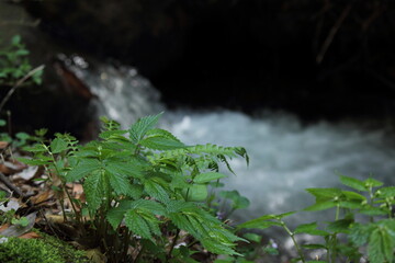 森の中の野草、川、
木漏れ日がさしています