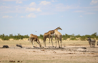 Fototapeta na wymiar Giraffe and warthog at a waterhole in Etosha National Park, Namibia