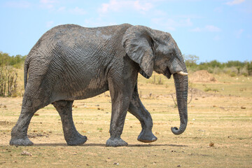 Obraz premium African elephant in Etsoah National Park, namibia