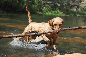 dog in the water with a big stick