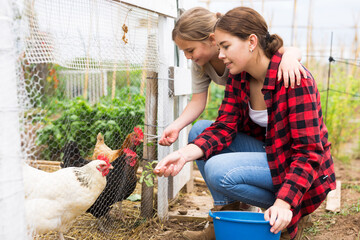 Young attractive woman and a teenage girl, who are in the backyard of the plot near the chicken coop, feed the chickens © JackF