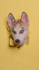 a male chocolate siberian husky dog photoshoot studio pet photography with concept breaking yellow paper head through it with expression