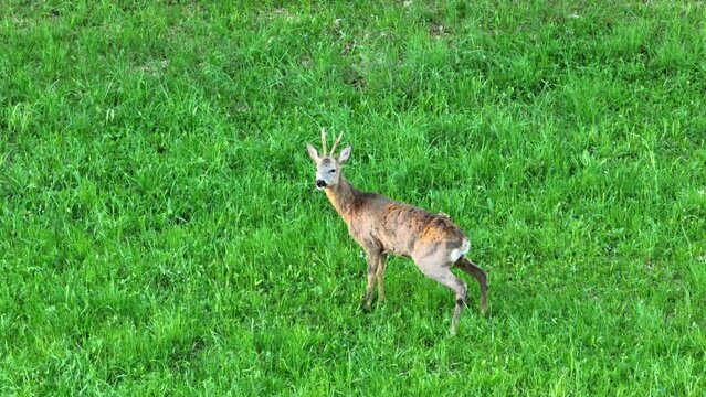 Reh in freier Wildbahn - &Ouml;sterreichs Natur - DEER