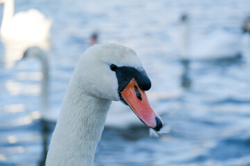 Obraz premium Swan on the Baltic Sea. Feather in the beak