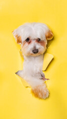 a female white chocolate small puppy maltese dog photoshoot studio pet photography with concept breaking yellow paper head through it with expression