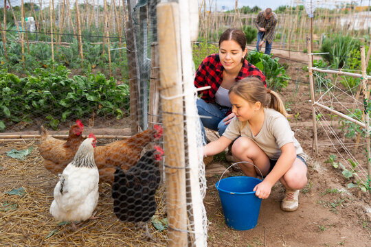 Little girl feeding chickens in hen house - helping parents