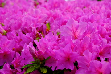 Pink azalea flower