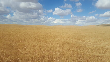 Saskatchewan wheat field with fluffy blue clouds