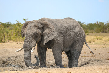 Fototapeta na wymiar African elephant in Etsoah National Park, namibia
