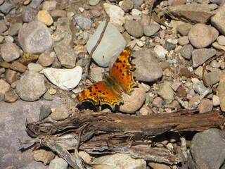 butterfly on rocks