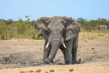 Fototapeta na wymiar Elephant enjoying the mud in Etosha National Park, namibia