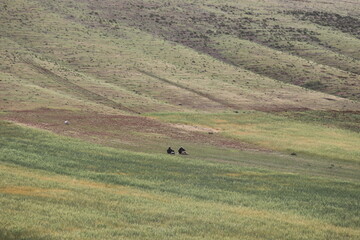 Obraz premium sheep in the field