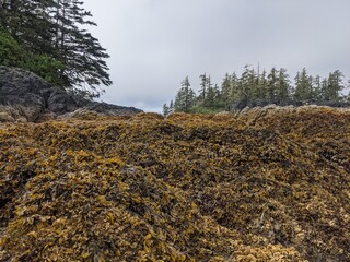 Muscles and kelp on rocks on Vancouver Island
