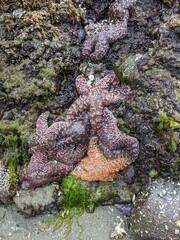 Clump of colorful starfish
