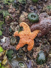Orange starfish on Vancouver Island