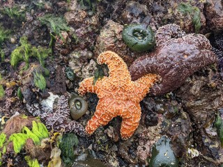 Bright orange starfish