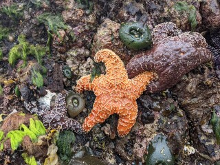 Orange Starfish at Low Tide