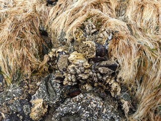 Muscles and barnacles in the intertidal zone