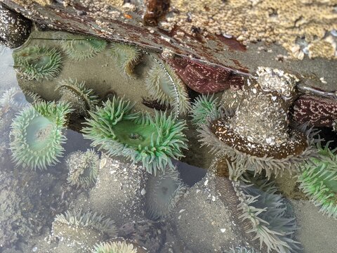 Long Sea Anemones In A Tide Pool