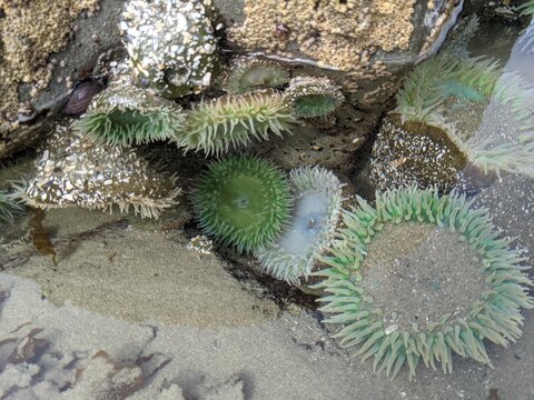 Multiple Sea Anemones In A Tide Pool