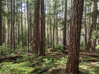 Under the canopy of an old growth forest in british columbia