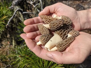 Morell Mushrom in a hand
