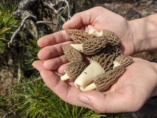 Handful of Morel Mushroom