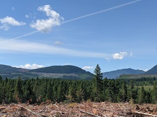 Clear cut in a sustainable forestry operation in british columbia