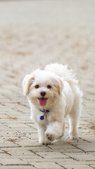 a female white maltese at outdoor photoshoot session pet photography at the park in the morning