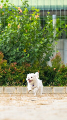 a female white maltese at outdoor photoshoot session pet photography at the park in the morning