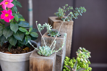 herbs in pots