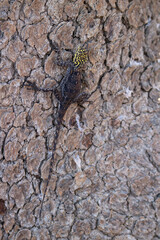 Female Namib Rock Agama, Etosha National Park, Namibia
